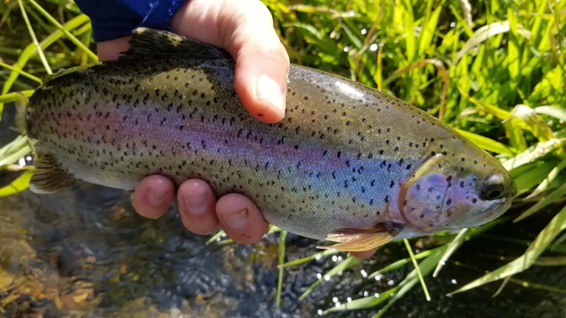 Rainbow trout — Smoky Mountain wild trout streams