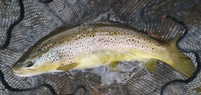 tuck-river-brown-trout-fly-fishing-guide-school-north-carolina