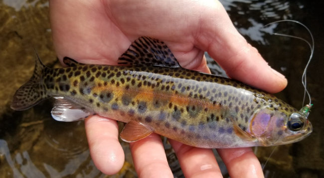 rainbow-trout-winter-fly-fishing.jpg
